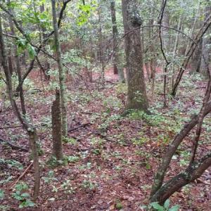 Photo of UNDER CONTRACT!  8.38 Acres of Timber and Hunting Land For Sale in Suffolk County VA!