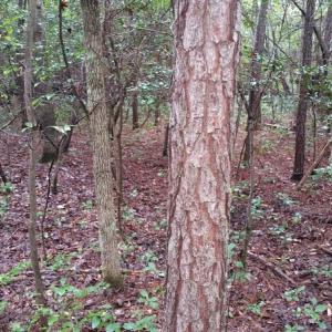Photo of UNDER CONTRACT!  8.38 Acres of Timber and Hunting Land For Sale in Suffolk County VA!
