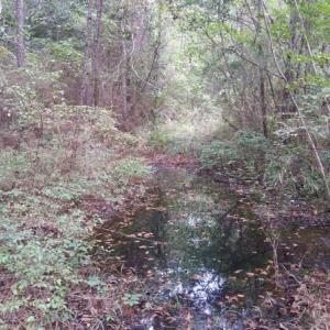 Photo of UNDER CONTRACT!  8.38 Acres of Timber and Hunting Land For Sale in Suffolk County VA!