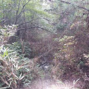 Photo of UNDER CONTRACT!  8.38 Acres of Timber and Hunting Land For Sale in Suffolk County VA!