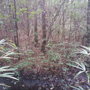 Photo of UNDER CONTRACT!  8.38 Acres of Timber and Hunting Land For Sale in Suffolk County VA!