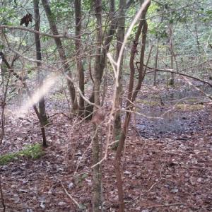 Photo of UNDER CONTRACT!  8.38 Acres of Timber and Hunting Land For Sale in Suffolk County VA!