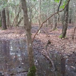 Photo of UNDER CONTRACT!  8.38 Acres of Timber and Hunting Land For Sale in Suffolk County VA!
