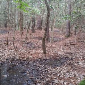 Photo of UNDER CONTRACT!  8.38 Acres of Timber and Hunting Land For Sale in Suffolk County VA!