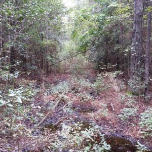 Photo of UNDER CONTRACT!  8.38 Acres of Timber and Hunting Land For Sale in Suffolk County VA!