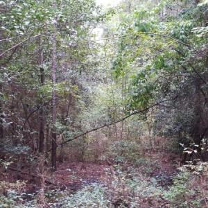 Photo of UNDER CONTRACT!  8.38 Acres of Timber and Hunting Land For Sale in Suffolk County VA!