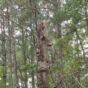 Photo of UNDER CONTRACT!  8.38 Acres of Timber and Hunting Land For Sale in Suffolk County VA!