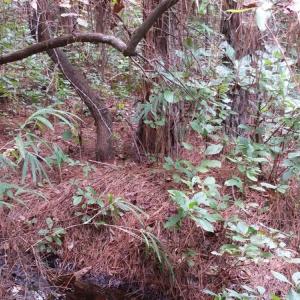 Photo of UNDER CONTRACT!  8.38 Acres of Timber and Hunting Land For Sale in Suffolk County VA!