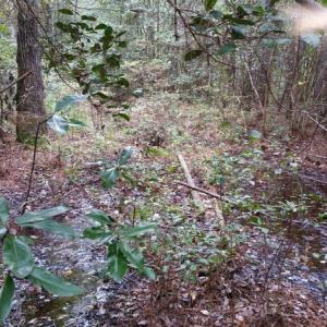 Photo of UNDER CONTRACT!  8.38 Acres of Timber and Hunting Land For Sale in Suffolk County VA!