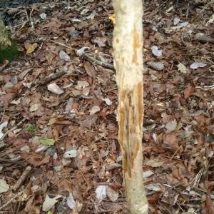 Photo of UNDER CONTRACT!  8.38 Acres of Timber and Hunting Land For Sale in Suffolk County VA!