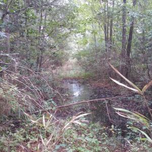 Photo of UNDER CONTRACT!  8.38 Acres of Timber and Hunting Land For Sale in Suffolk County VA!