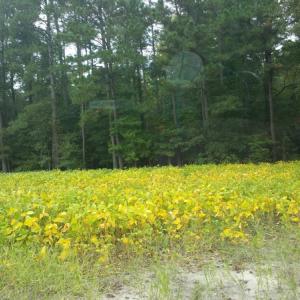 Photo of UNDER CONTRACT!  8.38 Acres of Timber and Hunting Land For Sale in Suffolk County VA!