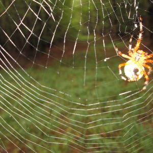 Photo of UNDER CONTRACT!  8.38 Acres of Timber and Hunting Land For Sale in Suffolk County VA!