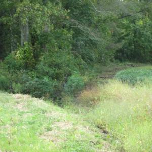 Photo of UNDER CONTRACT!  8.38 Acres of Timber and Hunting Land For Sale in Suffolk County VA!