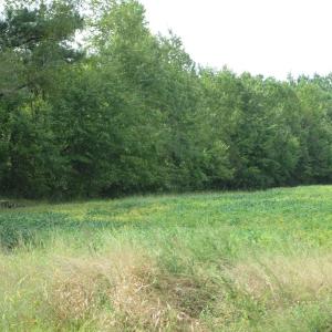 Photo of UNDER CONTRACT!  8.38 Acres of Timber and Hunting Land For Sale in Suffolk County VA!