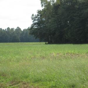 Photo of UNDER CONTRACT!  8.38 Acres of Timber and Hunting Land For Sale in Suffolk County VA!