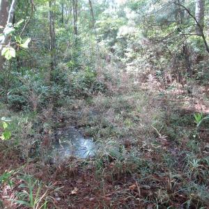 Photo of UNDER CONTRACT!  8.38 Acres of Timber and Hunting Land For Sale in Suffolk County VA!