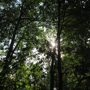 Photo of UNDER CONTRACT!  8.38 Acres of Timber and Hunting Land For Sale in Suffolk County VA!