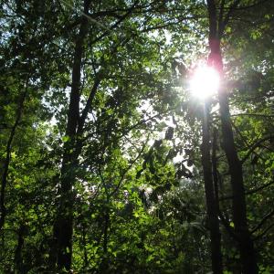 Photo of UNDER CONTRACT!  8.38 Acres of Timber and Hunting Land For Sale in Suffolk County VA!