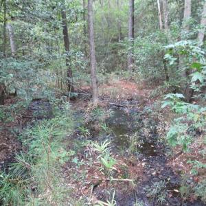 Photo of UNDER CONTRACT!  8.38 Acres of Timber and Hunting Land For Sale in Suffolk County VA!