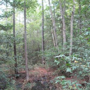 Photo of UNDER CONTRACT!  8.38 Acres of Timber and Hunting Land For Sale in Suffolk County VA!