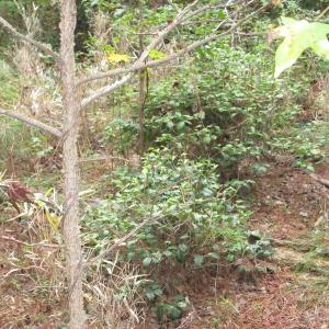 Photo of UNDER CONTRACT!  8.38 Acres of Timber and Hunting Land For Sale in Suffolk County VA!