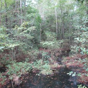 Photo of UNDER CONTRACT!  8.38 Acres of Timber and Hunting Land For Sale in Suffolk County VA!
