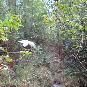 Photo of UNDER CONTRACT!  8.38 Acres of Timber and Hunting Land For Sale in Suffolk County VA!