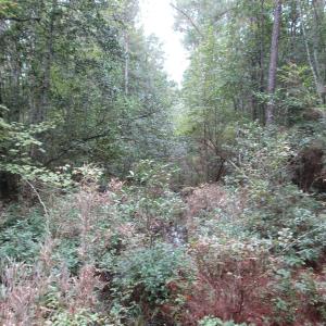 Photo of UNDER CONTRACT!  8.38 Acres of Timber and Hunting Land For Sale in Suffolk County VA!