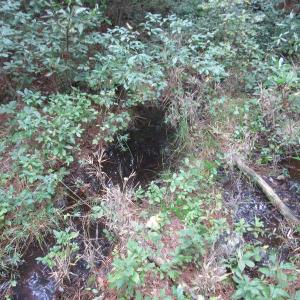 Photo of UNDER CONTRACT!  8.38 Acres of Timber and Hunting Land For Sale in Suffolk County VA!