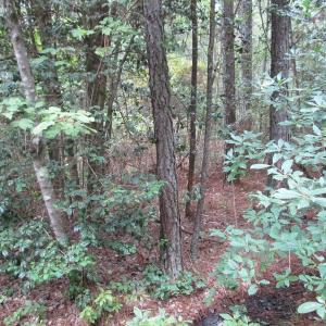Photo of UNDER CONTRACT!  8.38 Acres of Timber and Hunting Land For Sale in Suffolk County VA!