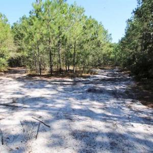 Photo of REDUCED!  442 Acres of Waterfront Hunting and Timber Land For Sale in Pamlico County NC!