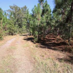Photo of REDUCED!  442 Acres of Waterfront Hunting and Timber Land For Sale in Pamlico County NC!