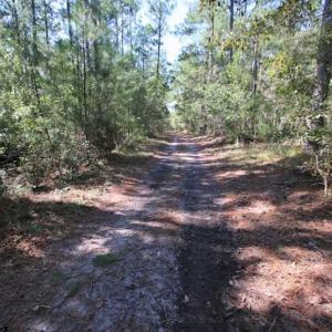 Photo of REDUCED!  442 Acres of Waterfront Hunting and Timber Land For Sale in Pamlico County NC!