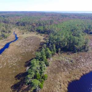 Photo of REDUCED!  442 Acres of Waterfront Hunting and Timber Land For Sale in Pamlico County NC!