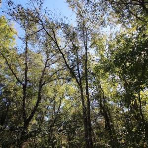 Photo of REDUCED!  442 Acres of Waterfront Hunting and Timber Land For Sale in Pamlico County NC!