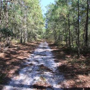 Photo of REDUCED!  442 Acres of Waterfront Hunting and Timber Land For Sale in Pamlico County NC!