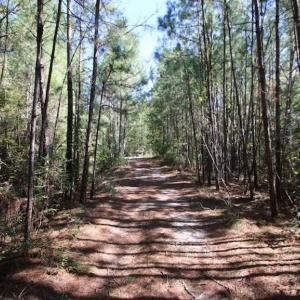 Photo of REDUCED!  442 Acres of Waterfront Hunting and Timber Land For Sale in Pamlico County NC!
