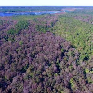 Photo of REDUCED!  442 Acres of Waterfront Hunting and Timber Land For Sale in Pamlico County NC!