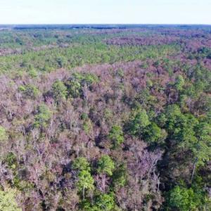 Photo of REDUCED!  442 Acres of Waterfront Hunting and Timber Land For Sale in Pamlico County NC!