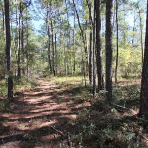 Photo of REDUCED!  442 Acres of Waterfront Hunting and Timber Land For Sale in Pamlico County NC!