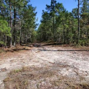 Photo of REDUCED!  442 Acres of Waterfront Hunting and Timber Land For Sale in Pamlico County NC!
