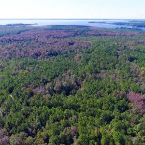 Photo of REDUCED!  442 Acres of Waterfront Hunting and Timber Land For Sale in Pamlico County NC!