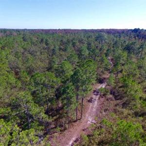 Photo of REDUCED!  442 Acres of Waterfront Hunting and Timber Land For Sale in Pamlico County NC!
