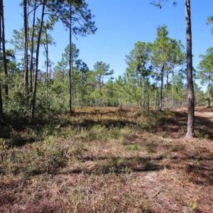 Photo of REDUCED!  442 Acres of Waterfront Hunting and Timber Land For Sale in Pamlico County NC!