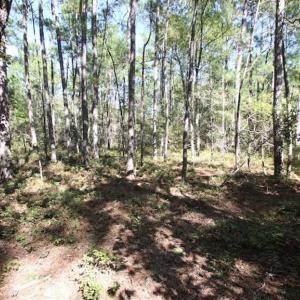 Photo of REDUCED!  442 Acres of Waterfront Hunting and Timber Land For Sale in Pamlico County NC!