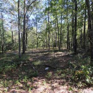 Photo of REDUCED!  442 Acres of Waterfront Hunting and Timber Land For Sale in Pamlico County NC!
