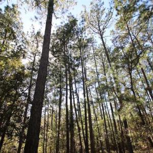 Photo of REDUCED!  442 Acres of Waterfront Hunting and Timber Land For Sale in Pamlico County NC!