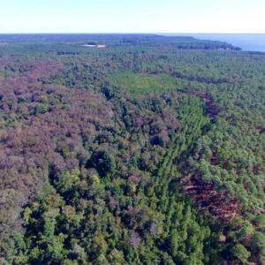 Photo of REDUCED!  442 Acres of Waterfront Hunting and Timber Land For Sale in Pamlico County NC!