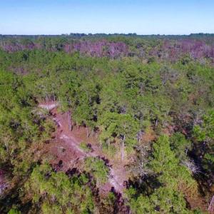 Photo of REDUCED!  442 Acres of Waterfront Hunting and Timber Land For Sale in Pamlico County NC!